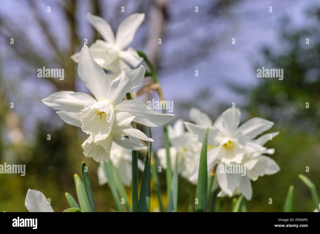 Engelstränen-Narzisse Narzisse Thalia - Narcissus Thalia, a variety of the wild Narcissus triandrus Stock Photo