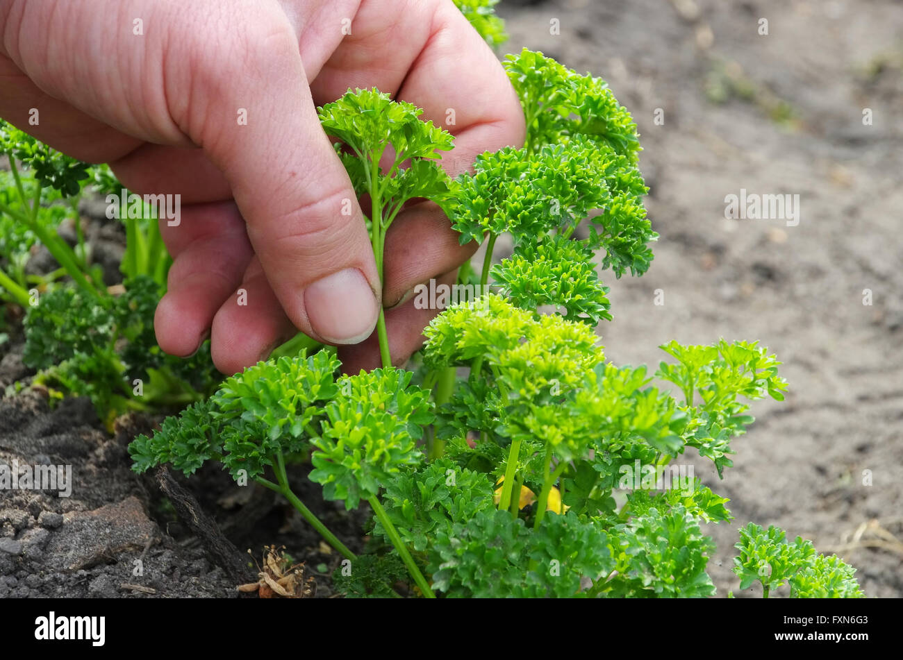 семена руккола на подоконнике. можно ли сажать петрушку. грядки , базилик. проростки петрушки. грядка лука укропа петрушки.