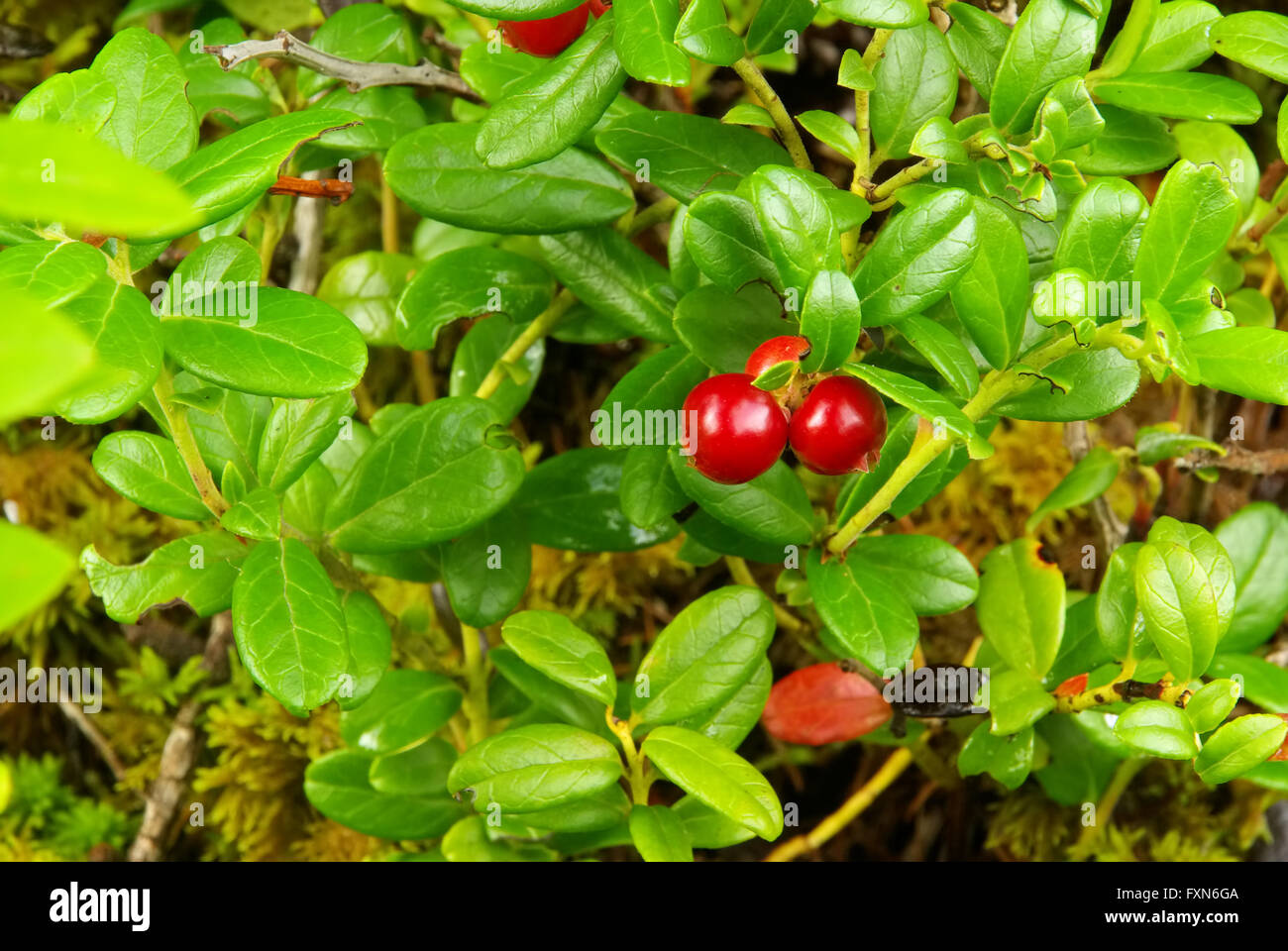 Preiselbeere Pflanze - cowberry plant 08 Stock Photo