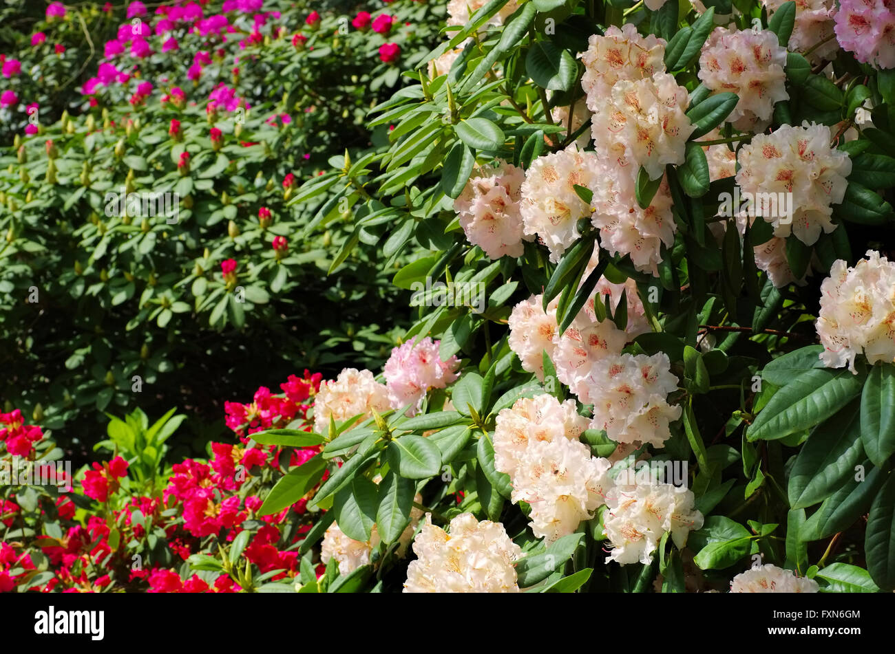 Rhododendron der Sorte Simona im Frühling - Rhododendron cultivar Simona  plant in spring Stock Photo