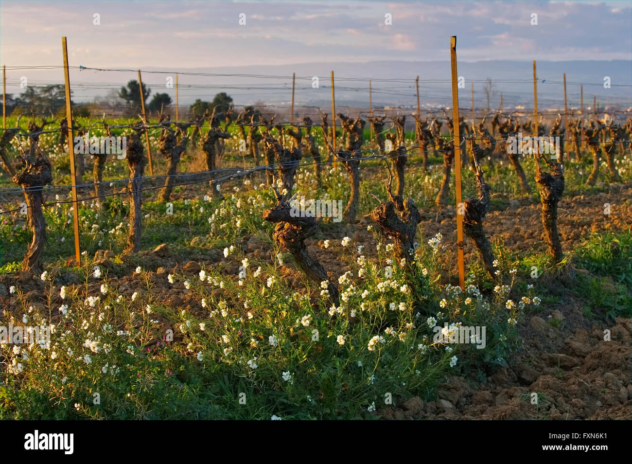 Weinberg im Fruehling mit Blumen - a vineyard in spring with flowers Stock Photo