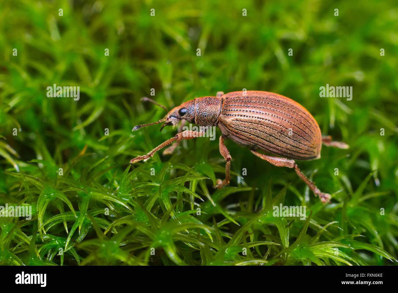 Beetle Broad-nosed weevil (Coleoptera: Curculionoidea) living on the Italian Alps Stock Photo