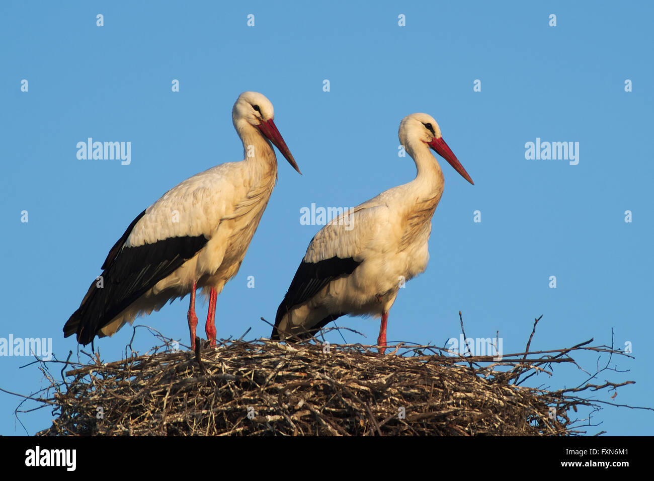 Couple of white storks (Ciconia ciconia) in the nest Stock Photo