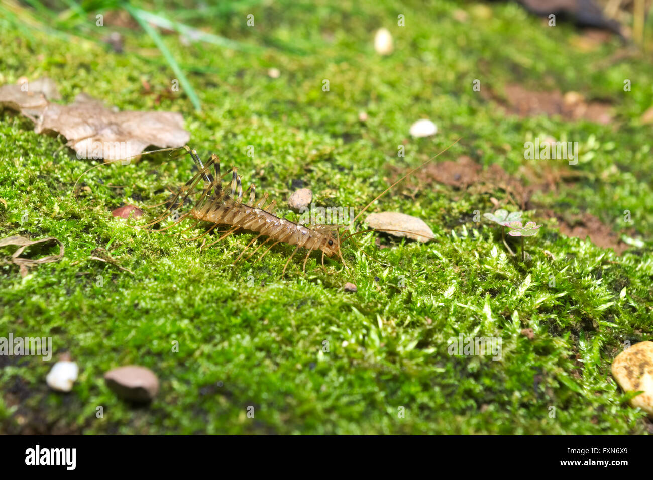 Italian house centipede with long legs (Scutigera coleoptrata) walking on green moss Stock Photo