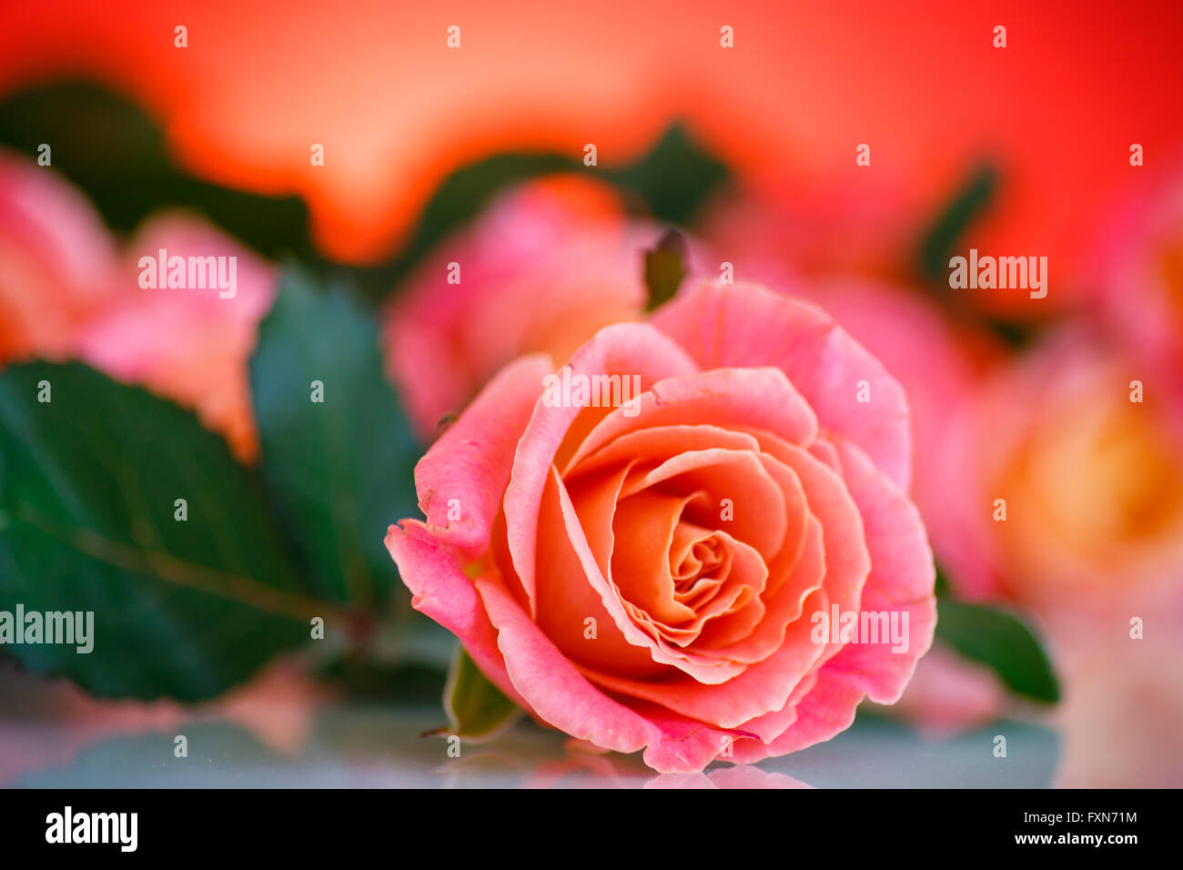bouquet of pink roses Stock Photo - Alamy