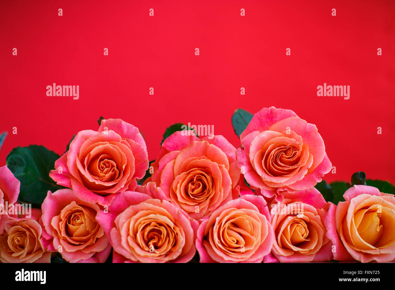 bouquet of pink roses Stock Photo - Alamy