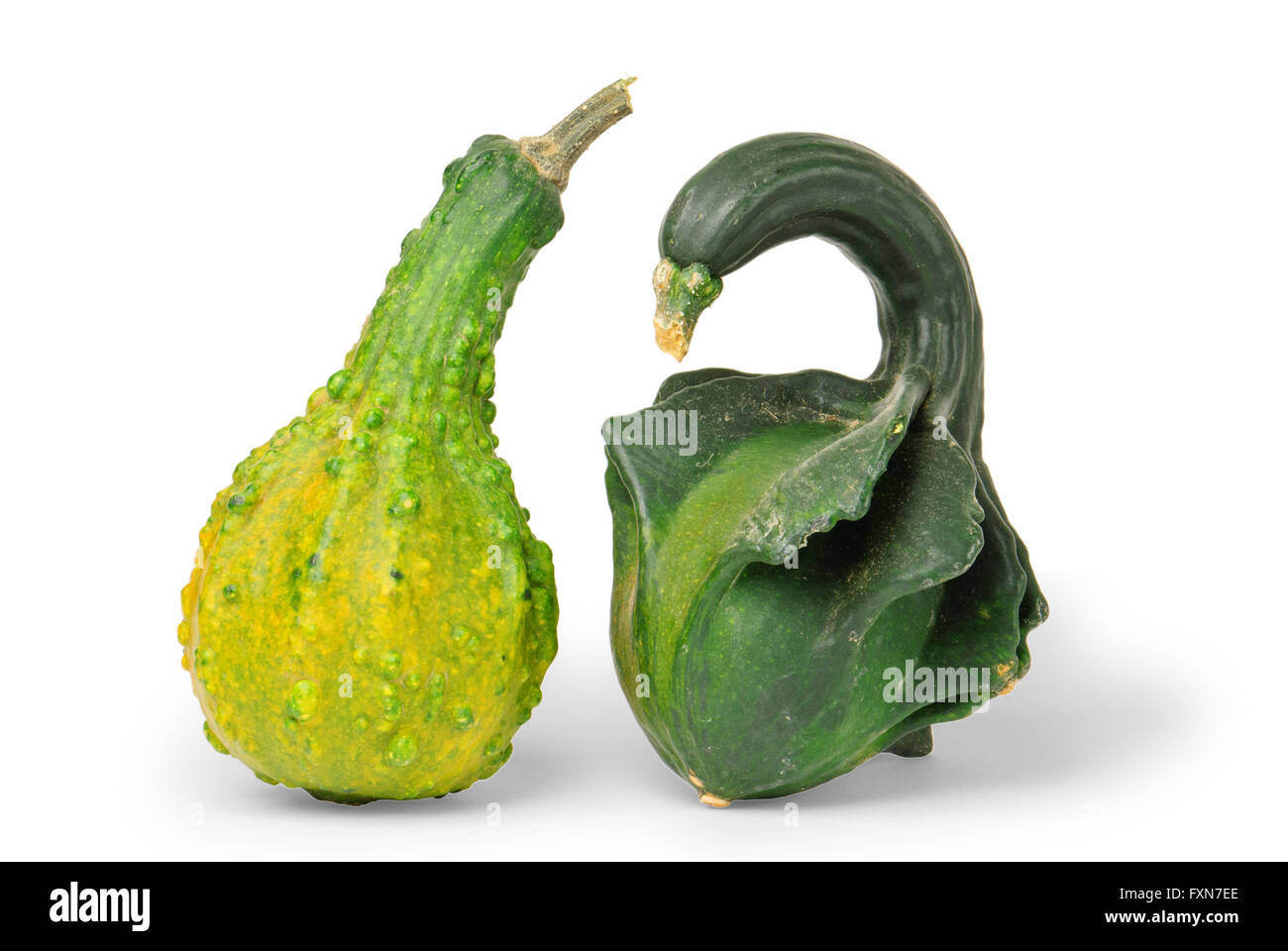Two warty gourds isolated against white background Stock Photo - Alamy