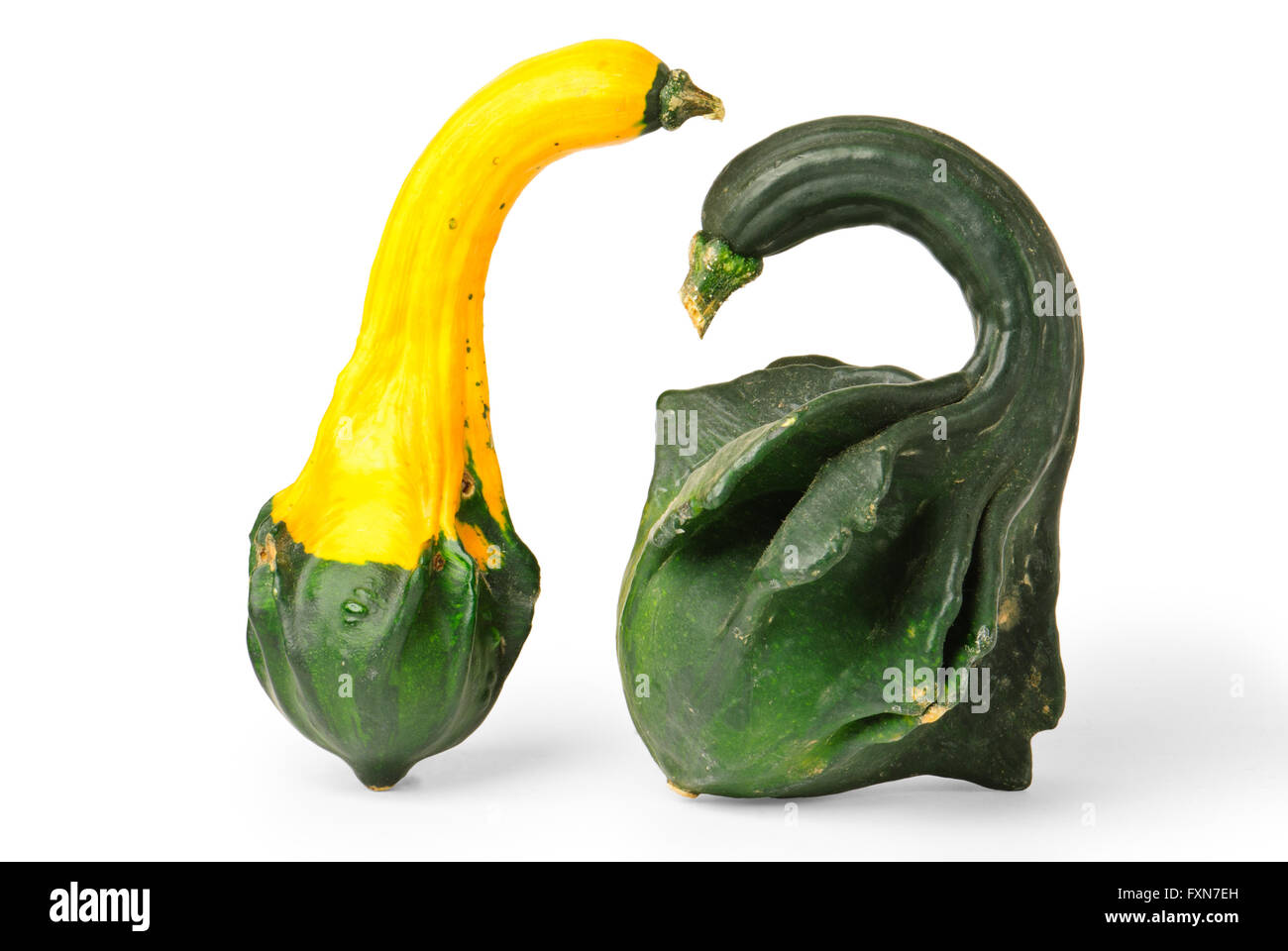 Two warty gourds isolated against white background Stock Photo - Alamy