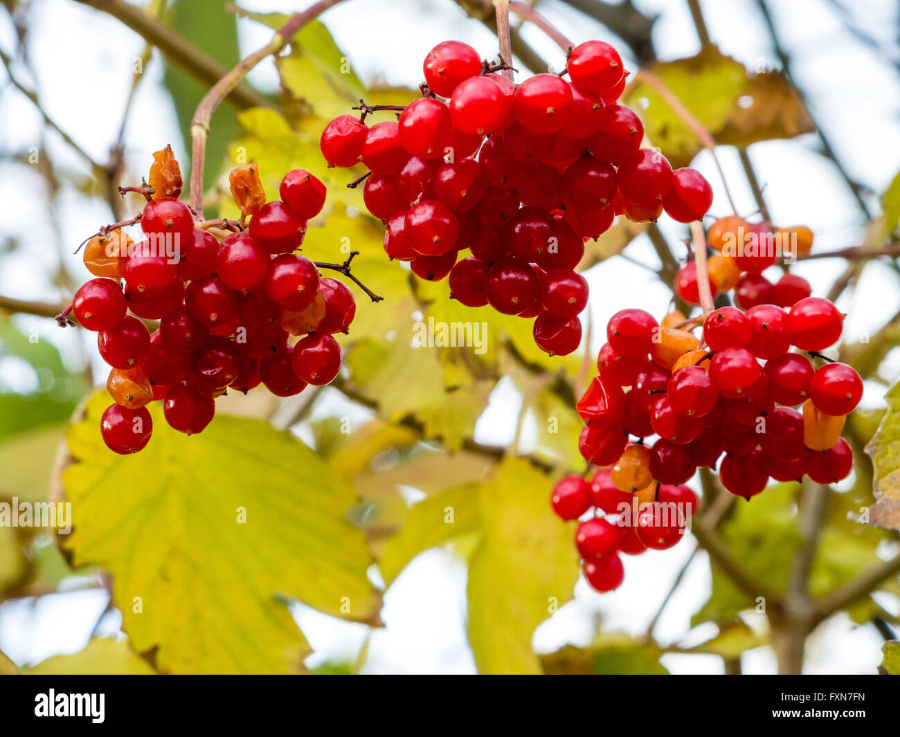 European Cranberrybush,  Viburnum opulus, with red stone fruits in autumn Stock Photo