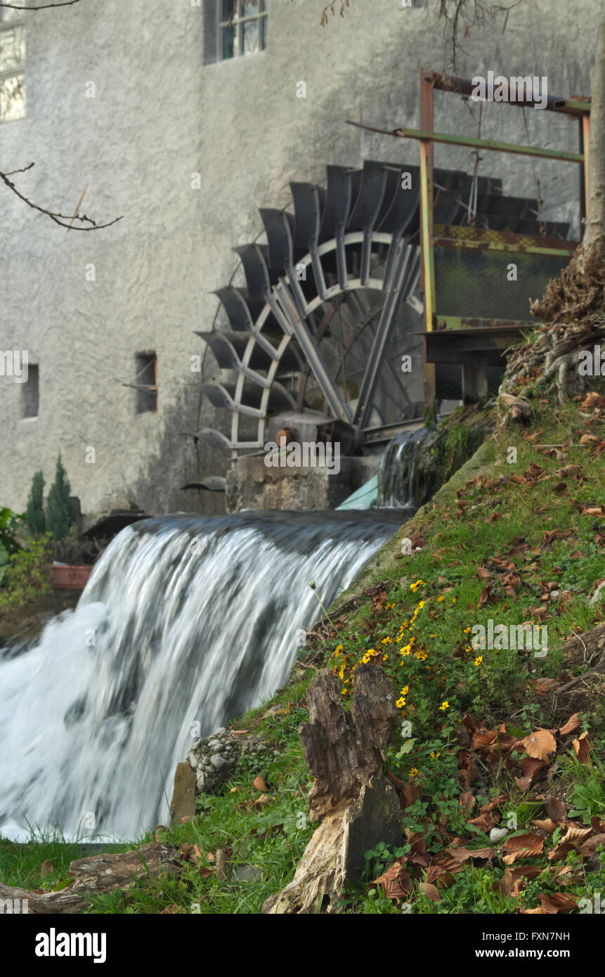 Yellow flowers with a wheel water mill in the background, Reana del Rojale, Friuli, Italy Stock Photo