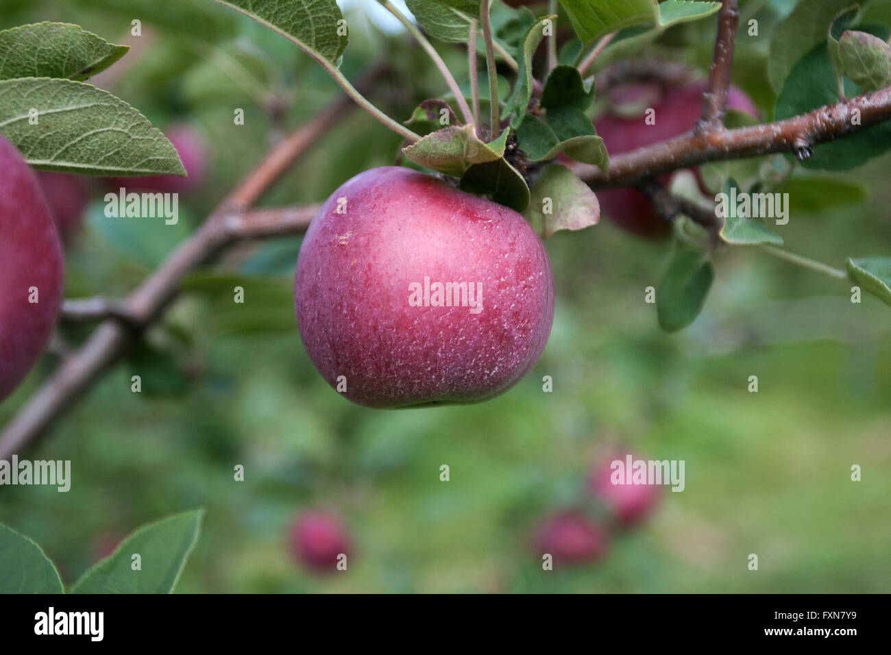 Apple orchard in Prince Edward County, Ontario Stock Photo Alamy