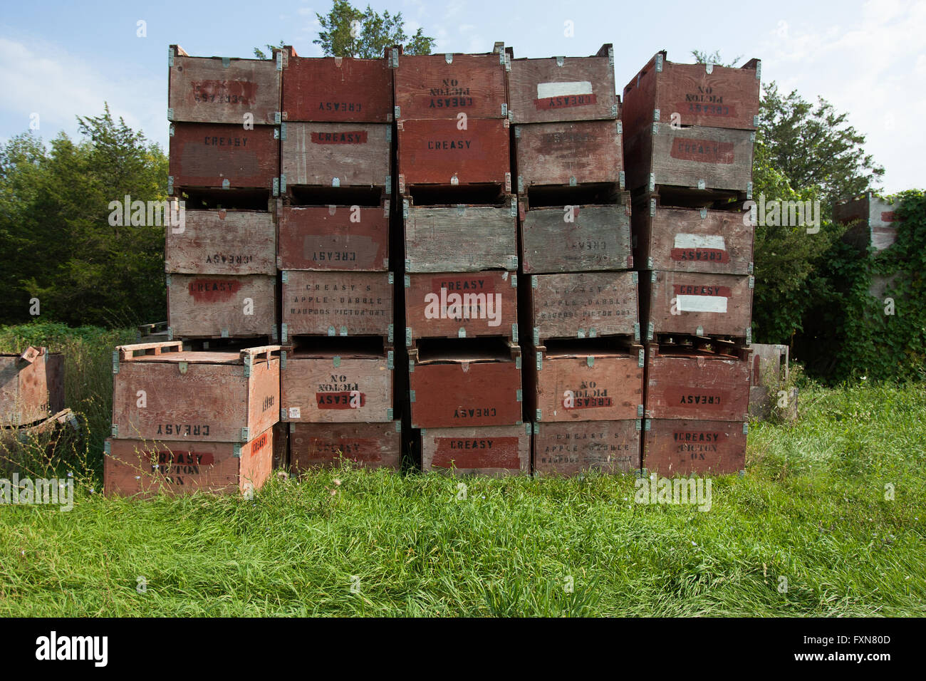 Apple orchard in Prince Edward County, Ontario. Stock Photo