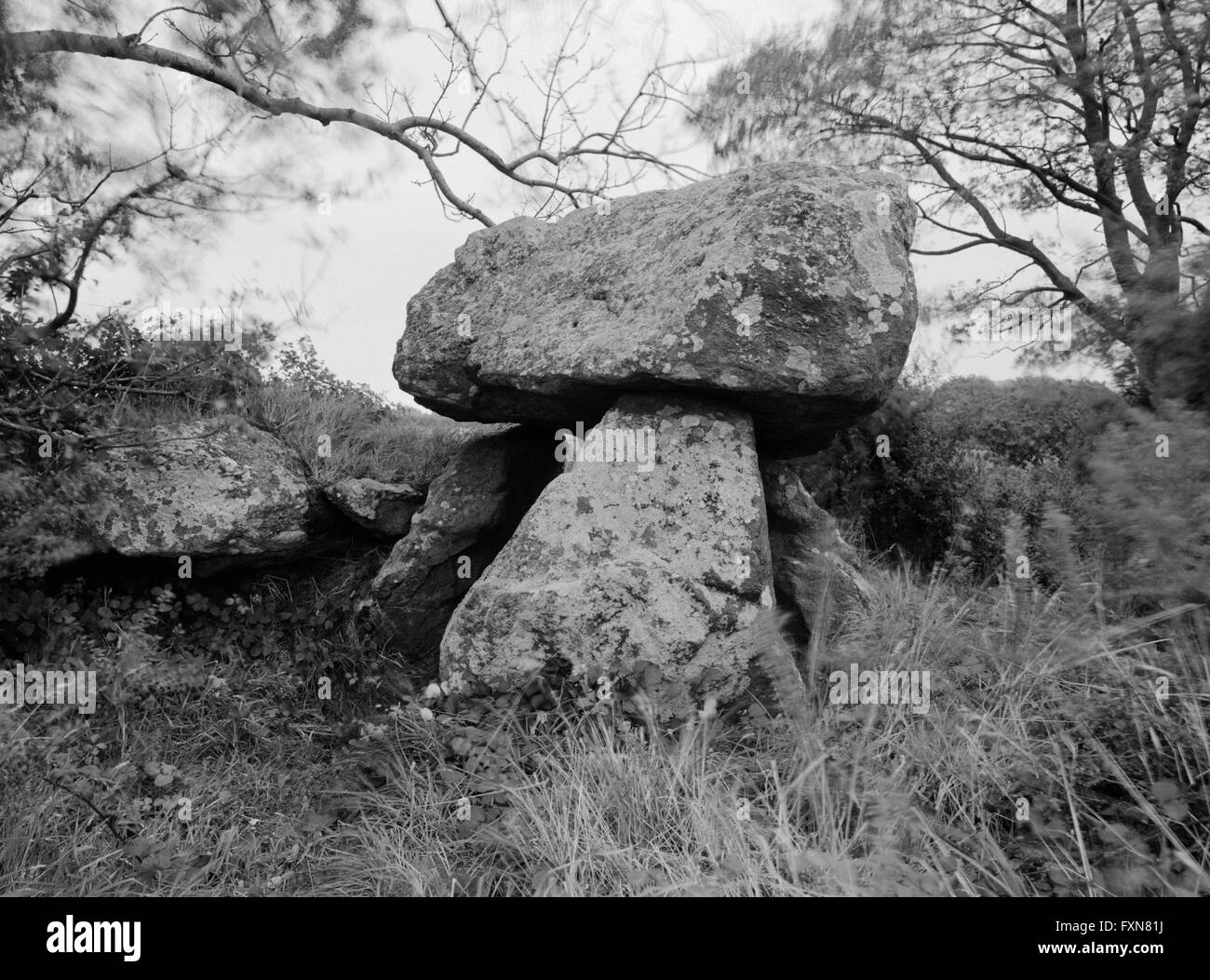 View ENE of 4 uprights & large capstone of the Hanging Stone Neolithic burial chamber at Sardis (Burton parish), Haverfordwest, Pembrokeshire. Stock Photo
