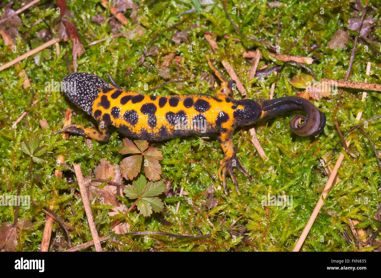 Italian crested newt (Triturus carnifex) view of the orange belly Stock Photo
