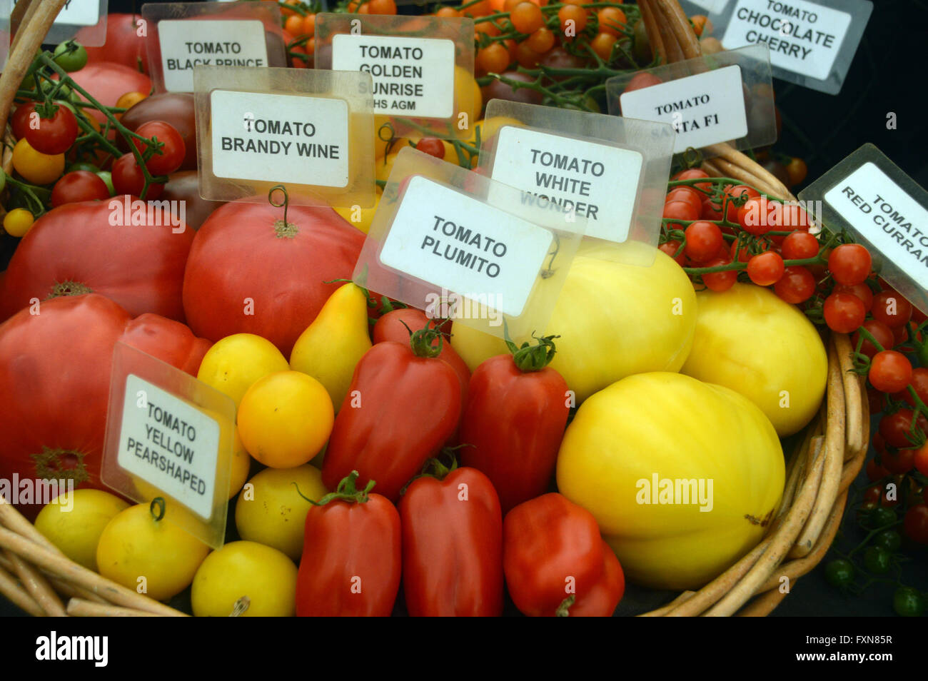 Display of Mixed Tomatoes in Wicker Basket at the Southport Autumn Flower Show. Lancashire UK. Stock Photo