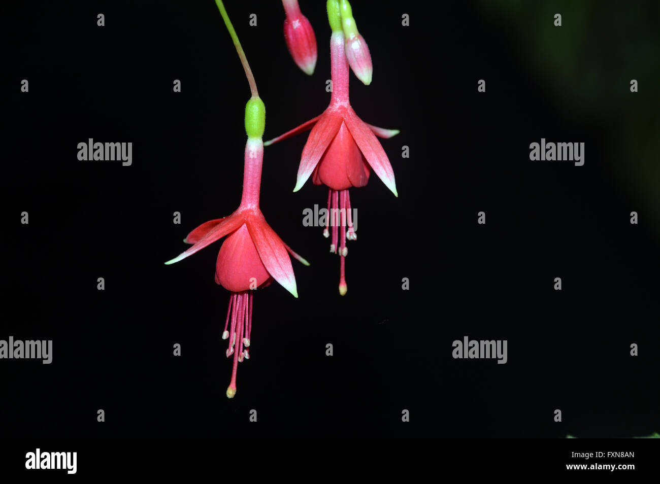 A Pair of Colorful Pink Fuchsias on Black Background on Display at the Southport Autumn Flower Show. Lancashire UK. Stock Photo