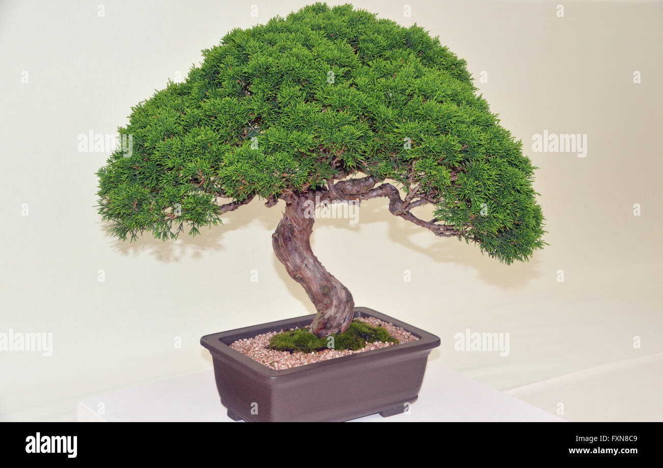 A Miniature Chinese Juniper Tree (Juniperus Chinensie) on Display at the Southport Autumn Flower Show. Lancashire UK. Stock Photo