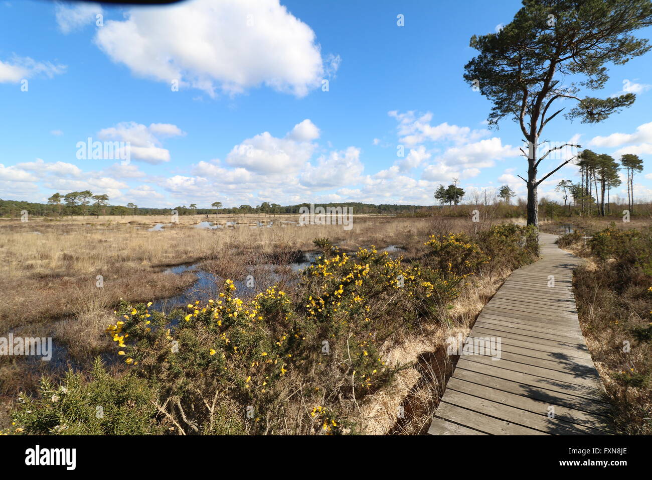 The walkway across Thursley Common mire and wetlands, Surrey Stock Photo