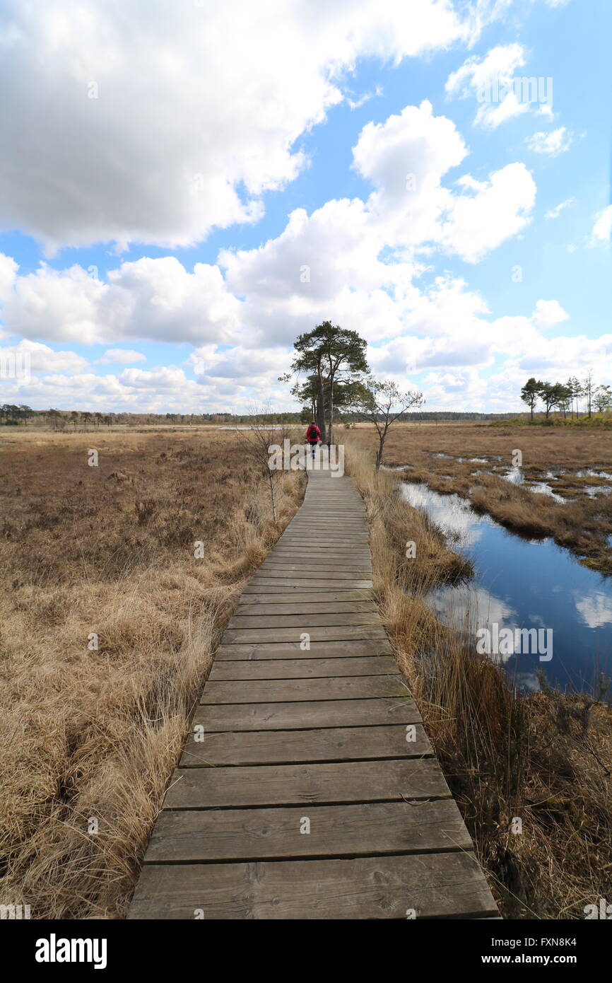 The walkway across Thursley Common mire and wetlands, Surrey Stock Photo