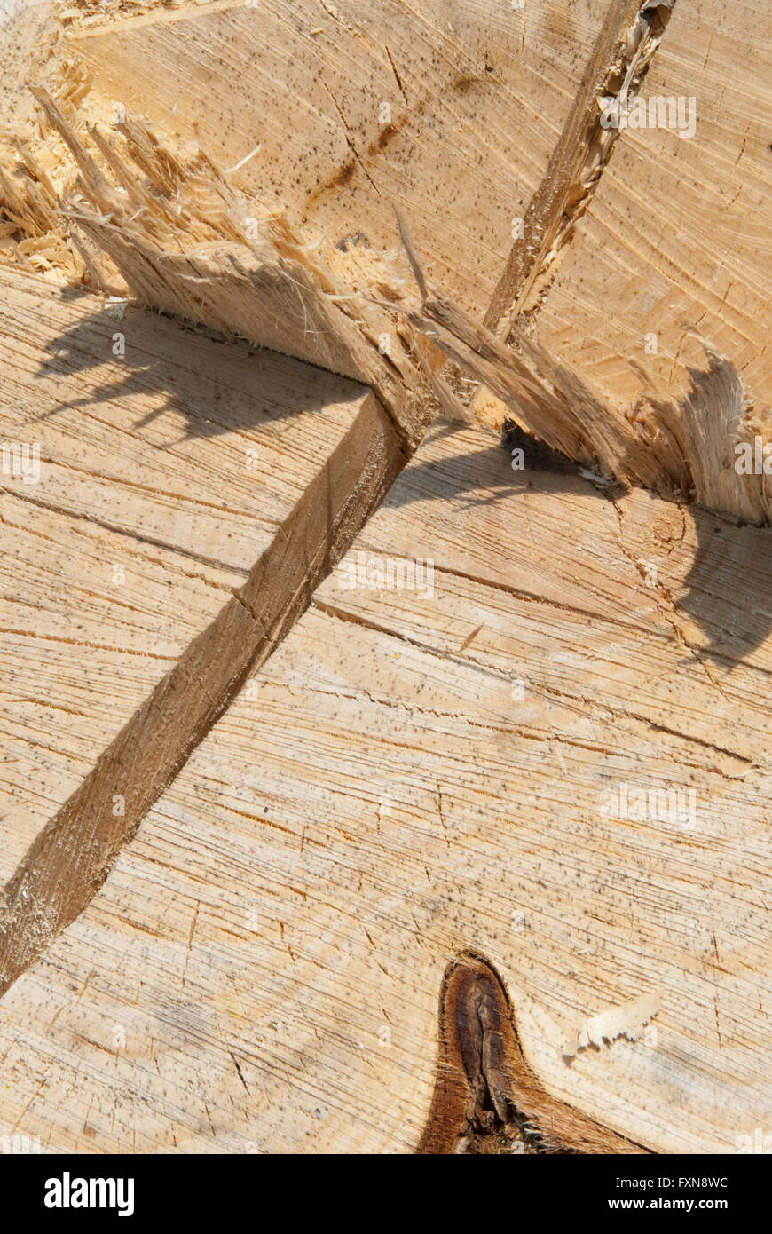 Split tree trunk fallen tree hi-res stock photography and images - Alamy