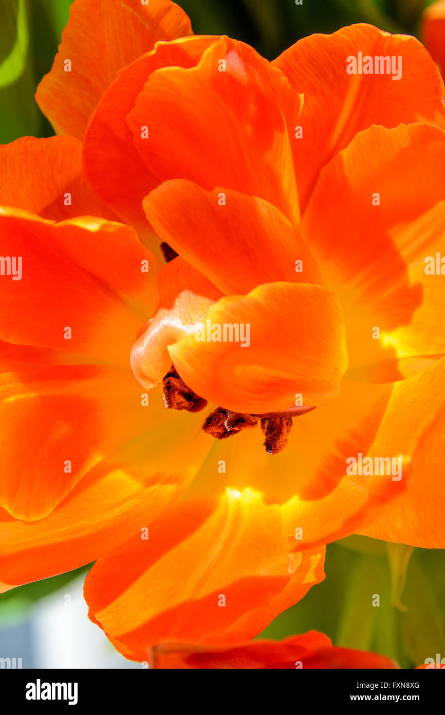 Orange tulip flower close up Stock Photo - Alamy