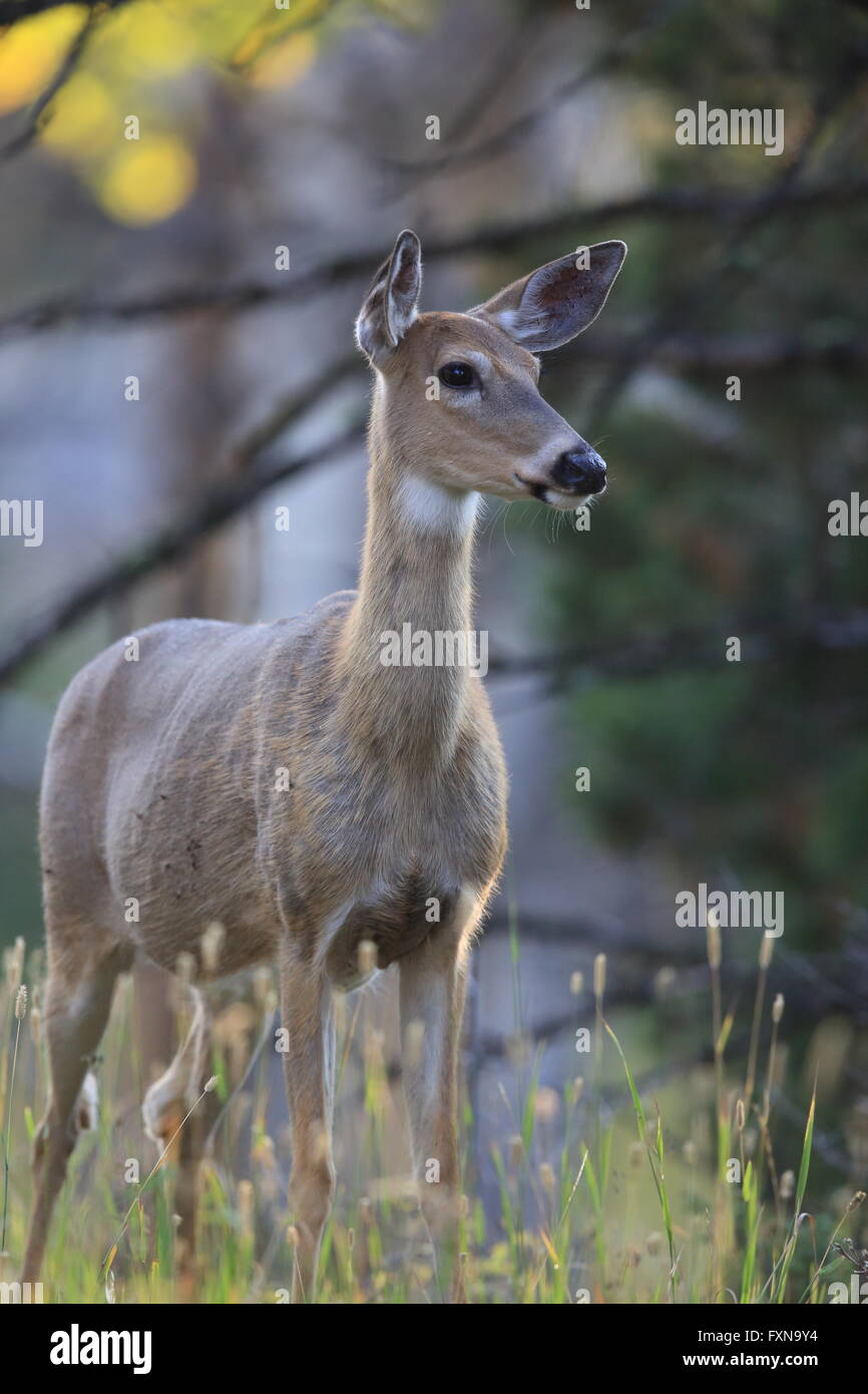 Whitetail Deer Yellowstone National Park Stock Photo Alamy