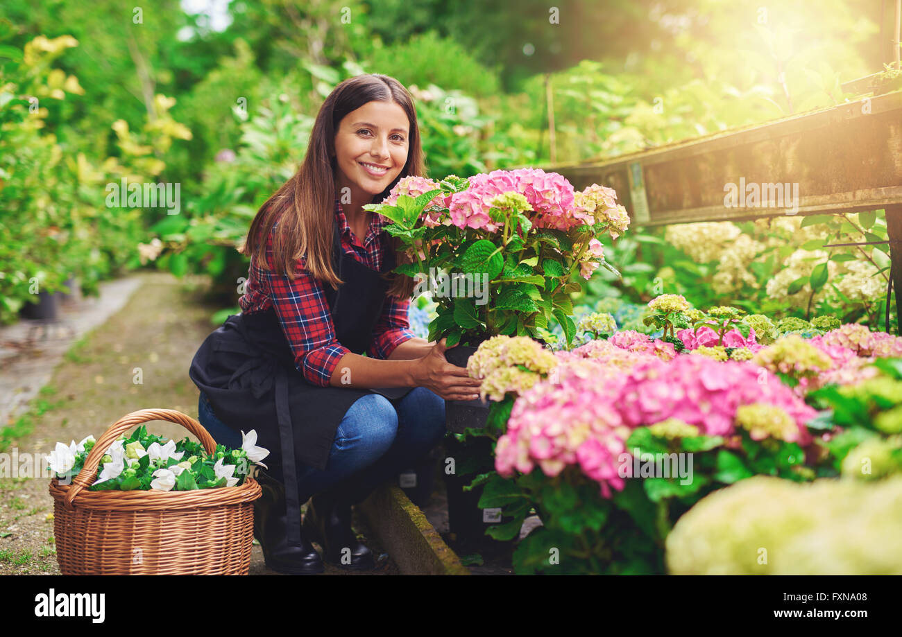 Happy young gardener selecting hydrangea plants for her garden from the stock at a commercial nursery smiling as she displays he Stock Photo