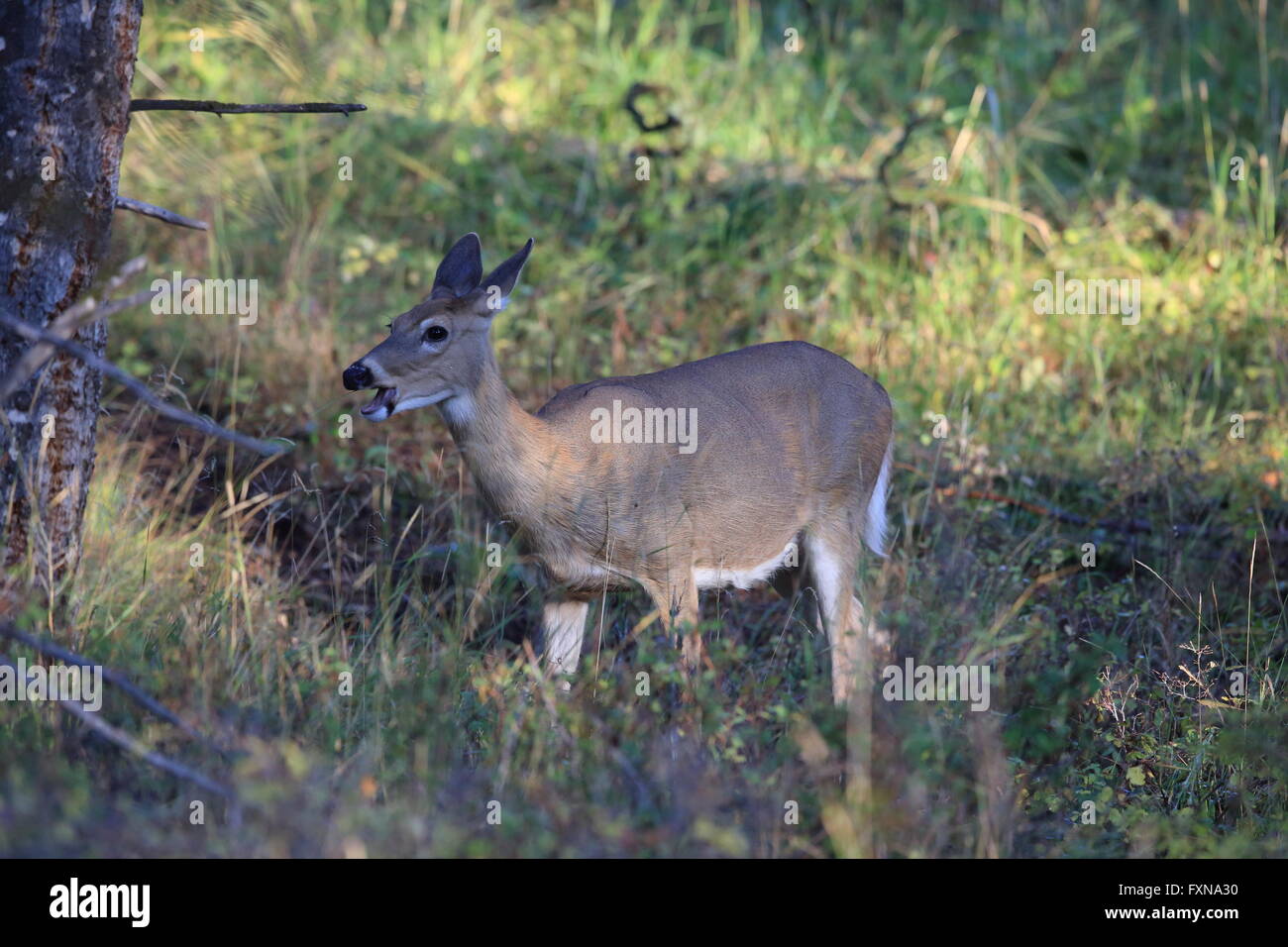 Whitetail Deer Yellowstone National Park Stock Photo Alamy