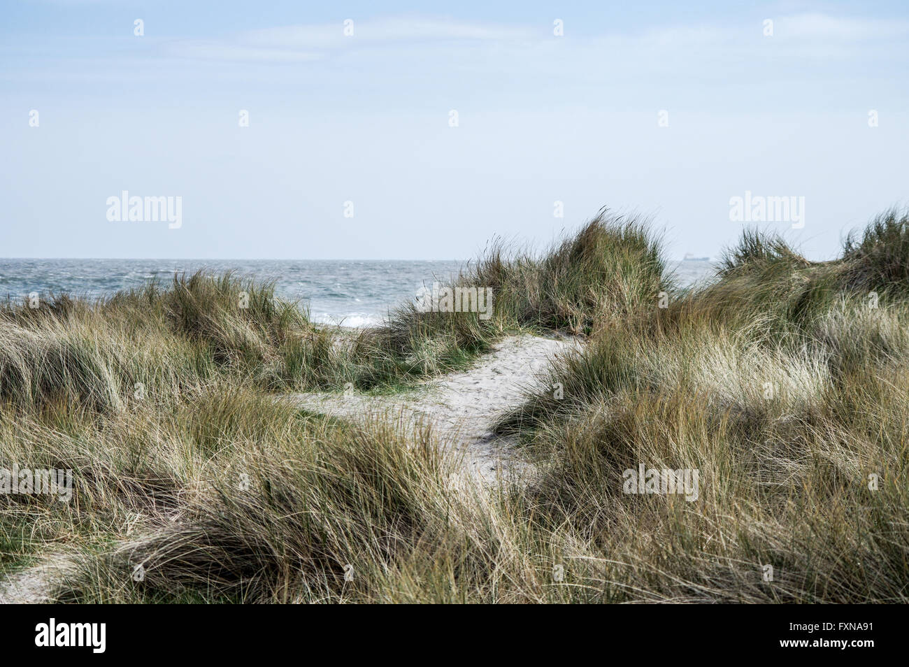 Maram grass growing along Dollymount Strand in Bull Island, Dublin ...