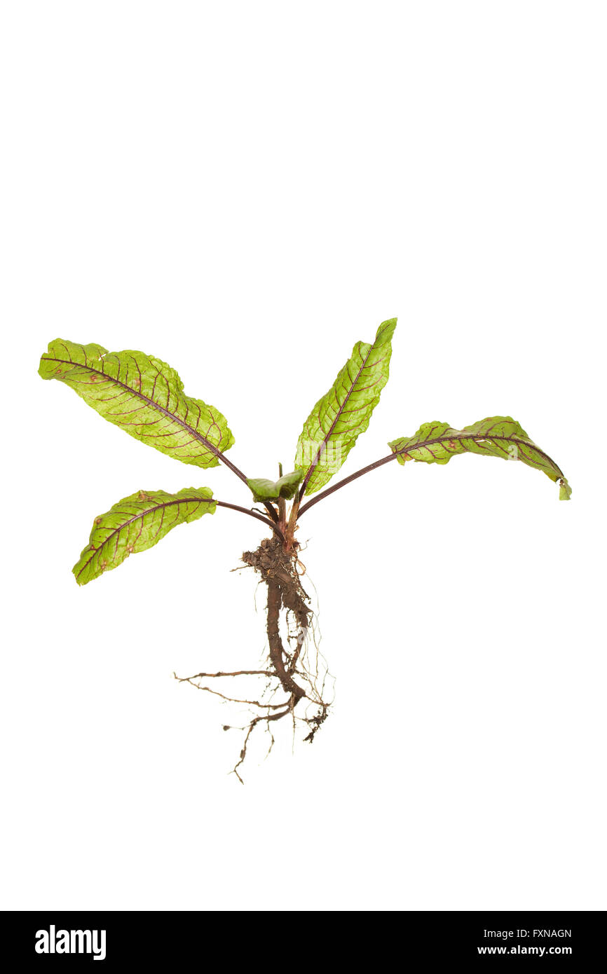 whole sorrel plant rumex acetosa Stock Photo