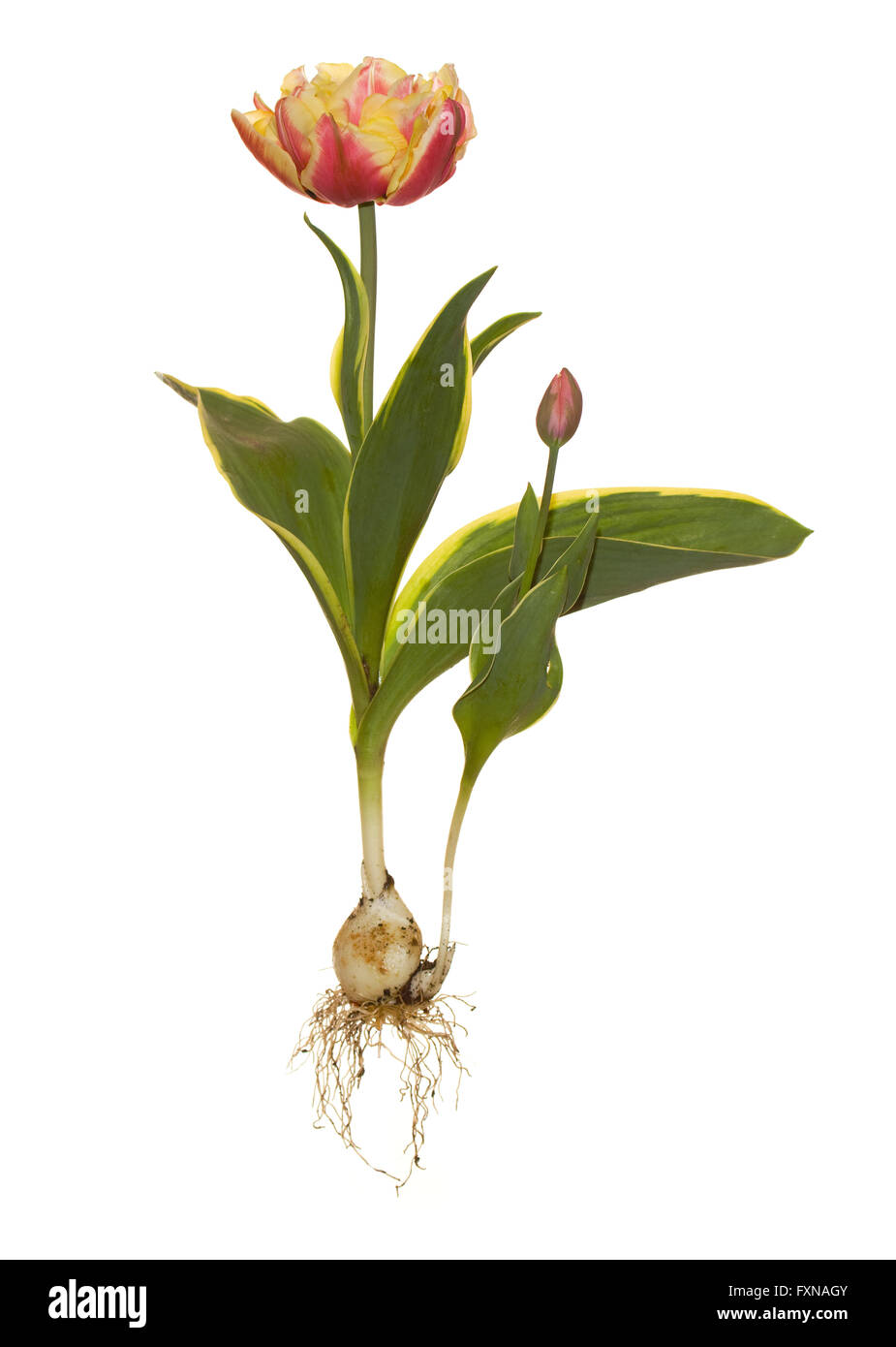whole tulip double late with bulb and roots Stock Photo