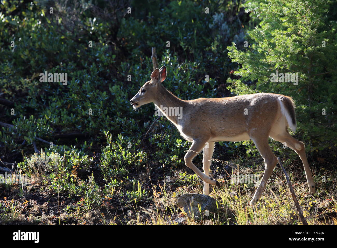 Whitetail Deer Yellowstone National Park Stock Photo Alamy