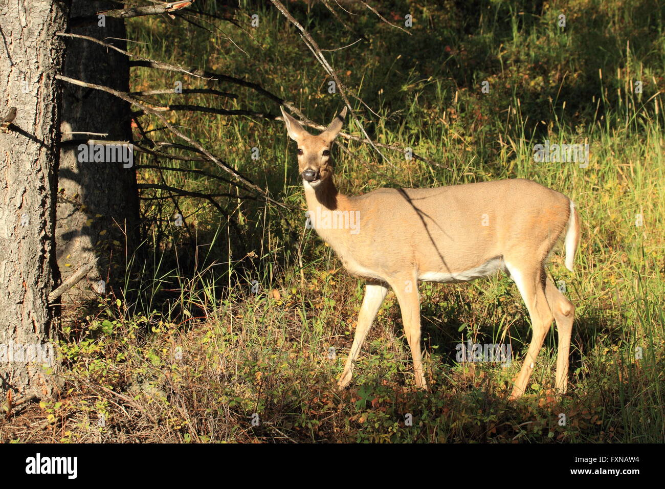 Whitetail Deer Yellowstone National Park Stock Photo Alamy