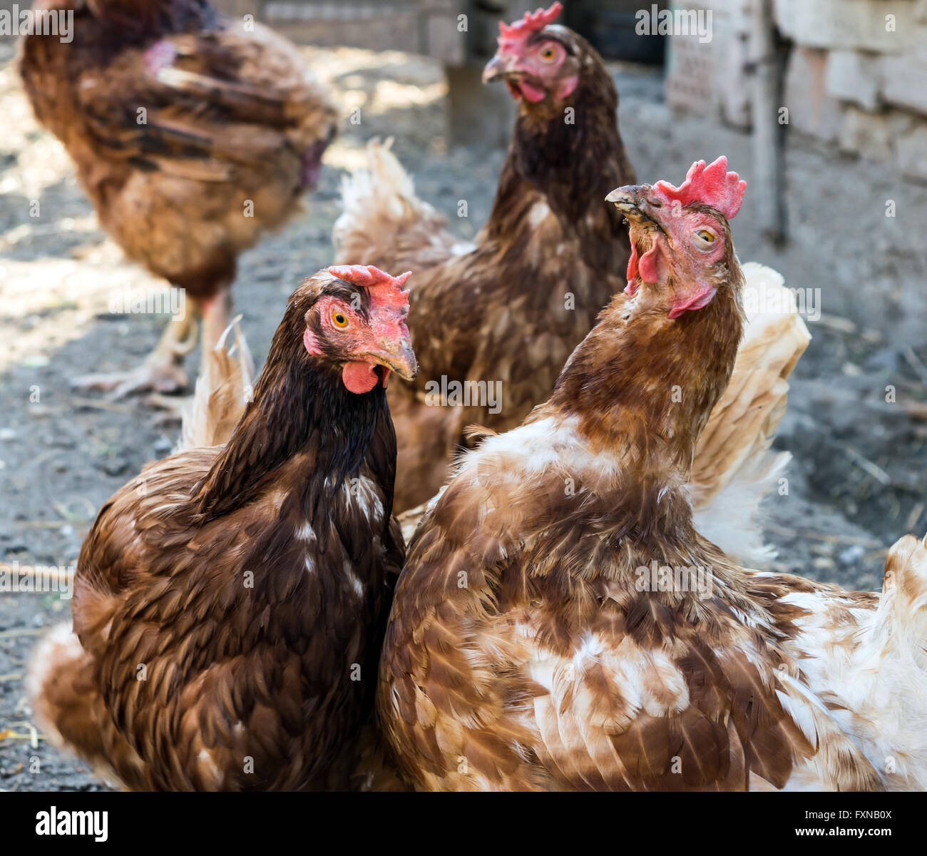 Hen pecking, feather eating, cannibalism (Social behaviour to establish