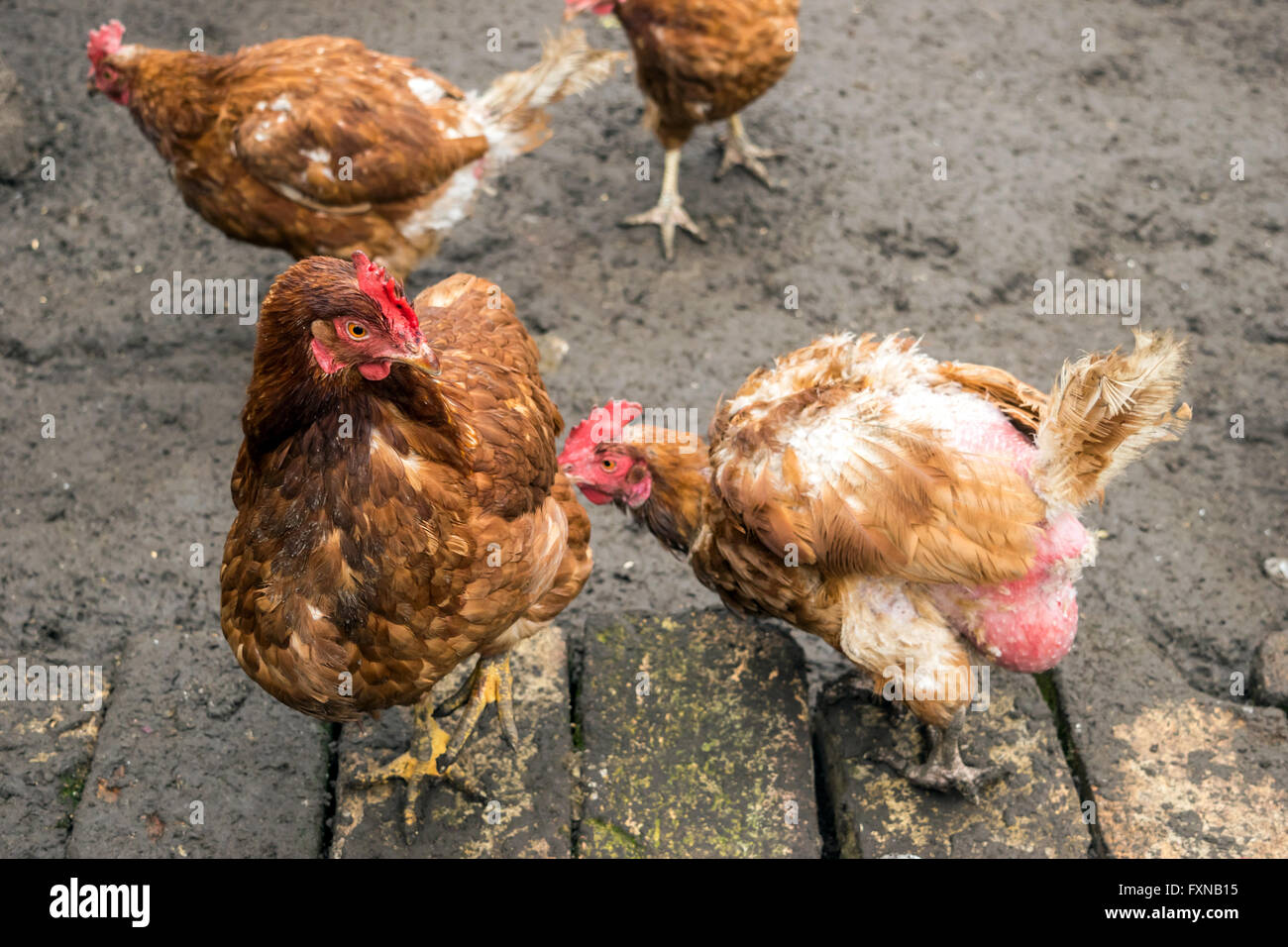 Hen pecking, feather eating, cannibalism (Social behaviour to establish a position in social hierarchy) Stock Photo
