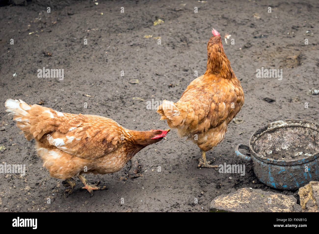 Hen pecking, feather eating, cannibalism (Social behaviour to establish a position in social hierarchy) Stock Photo