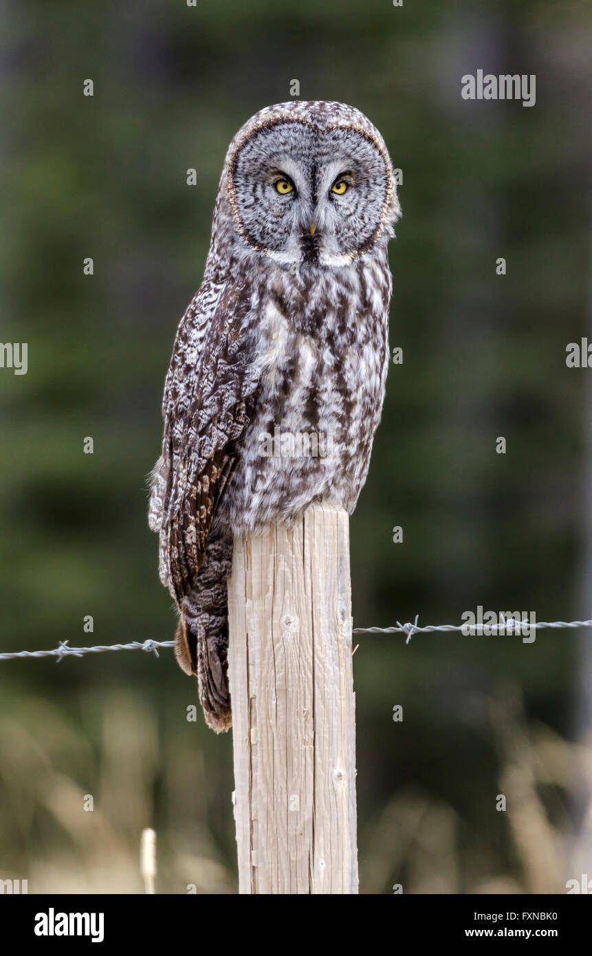 Great Grey Owl on a fence post in the Alberta foothills. Stock Photo