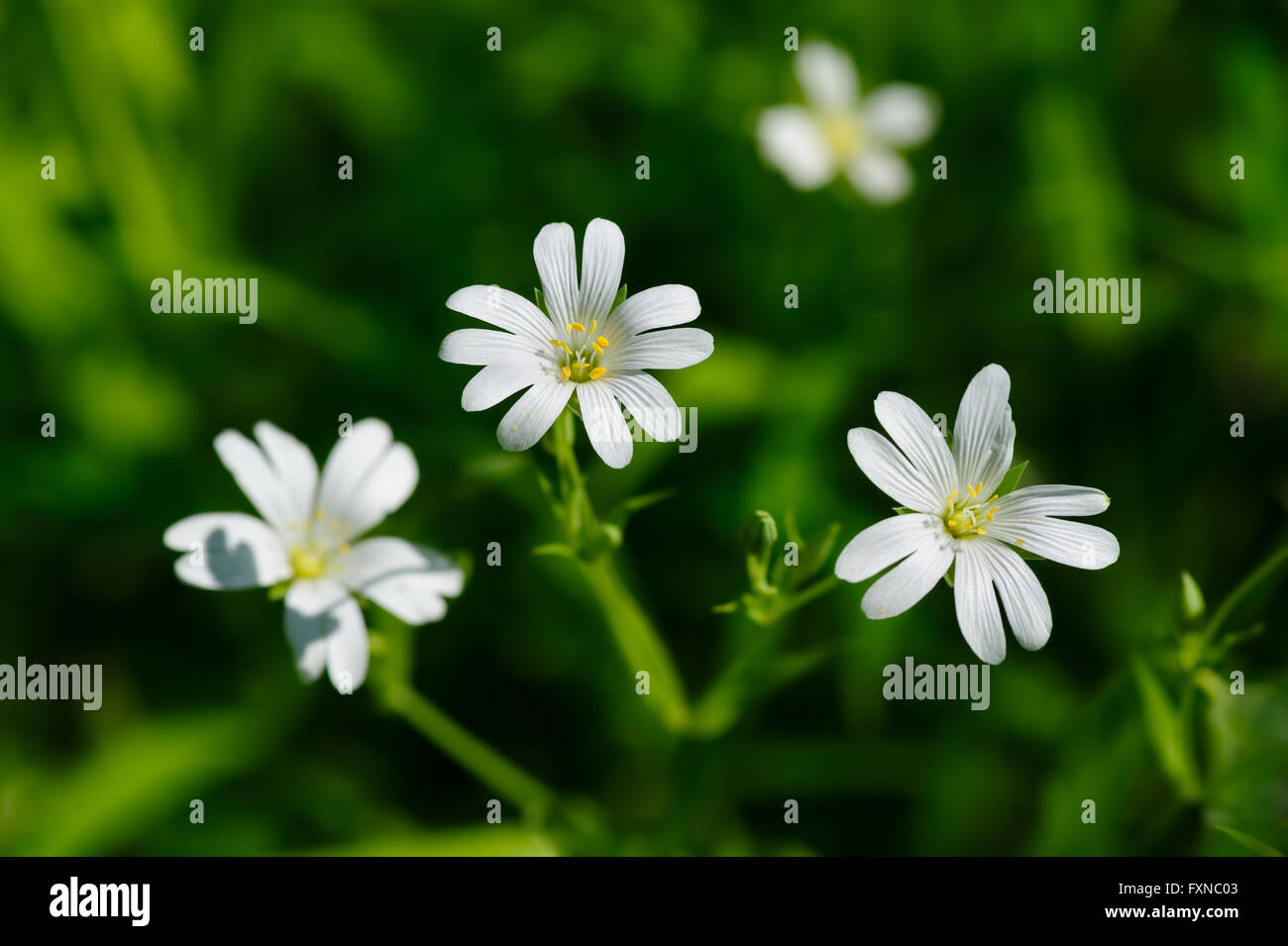 Small white spring flowers Stock Photo - Alamy