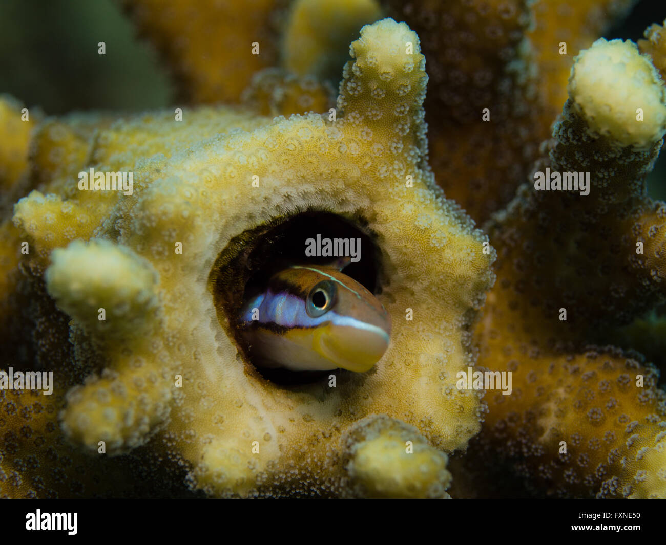 Fang Blenny in a coral Stock Photo