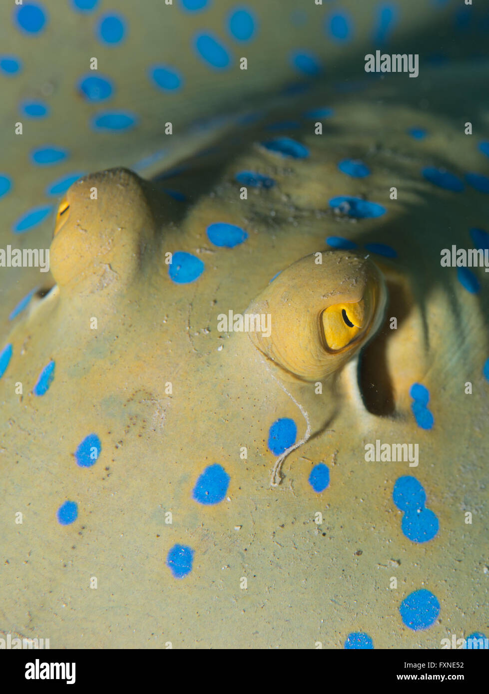 Blue Spotted Stingray Stock Photo