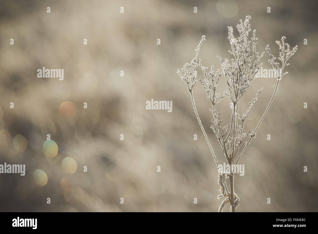 Dry plants covered by ice crystals, open aperture with soft bokeh Stock Photo