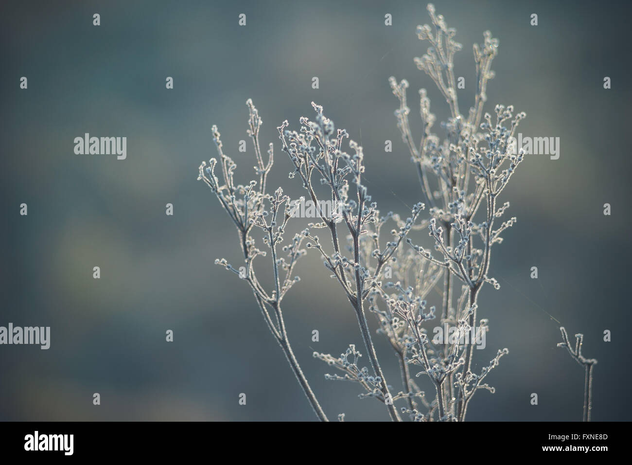 Frozen plants in small crystals of ice, toned image with soft bokeh Stock Photo