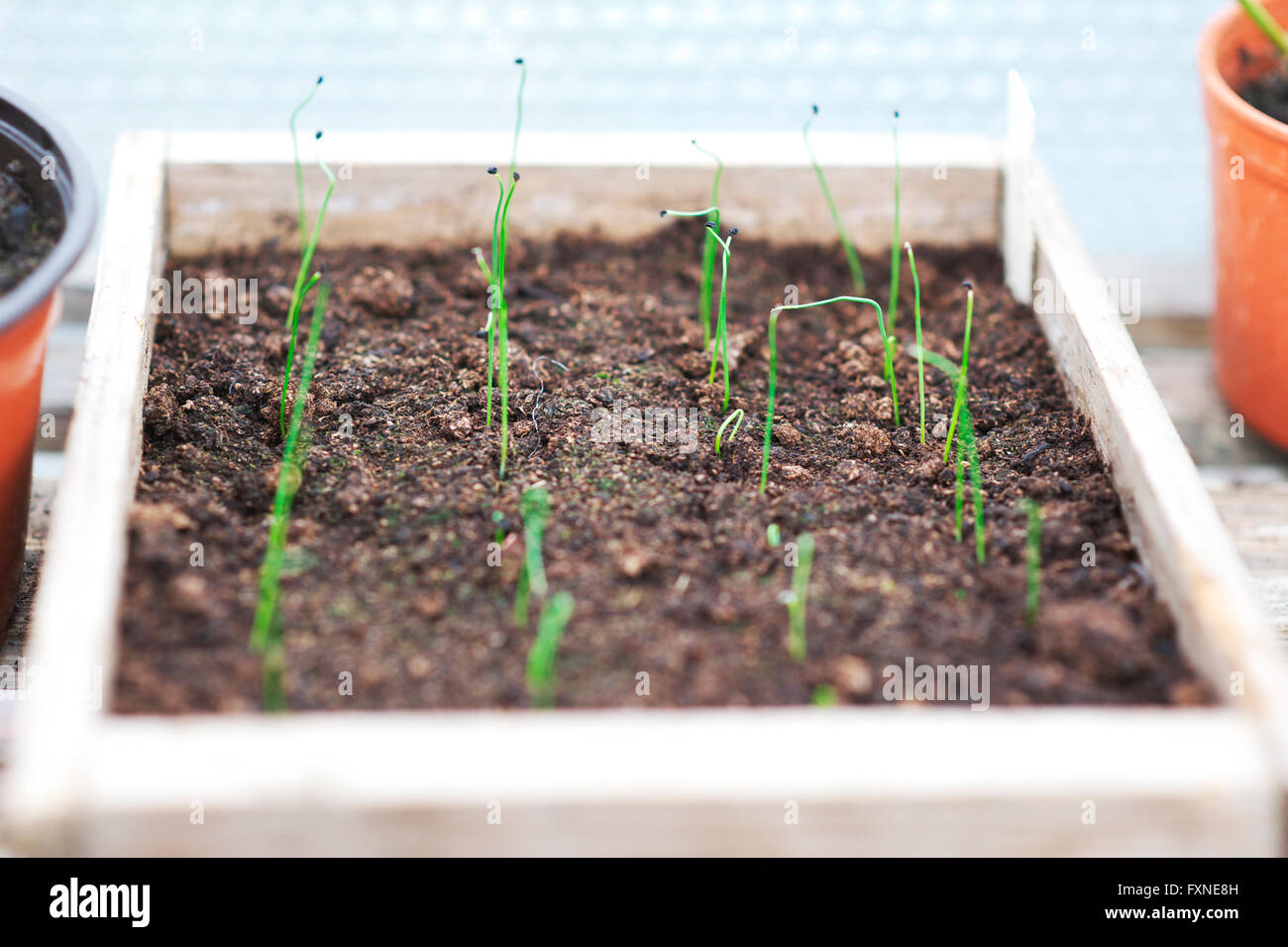 Seed Sapling High Resolution Stock Photography and Images - Alamy