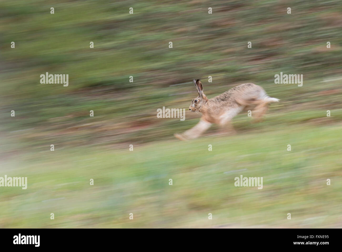 Rabbit running hi-res stock photography and images - Alamy