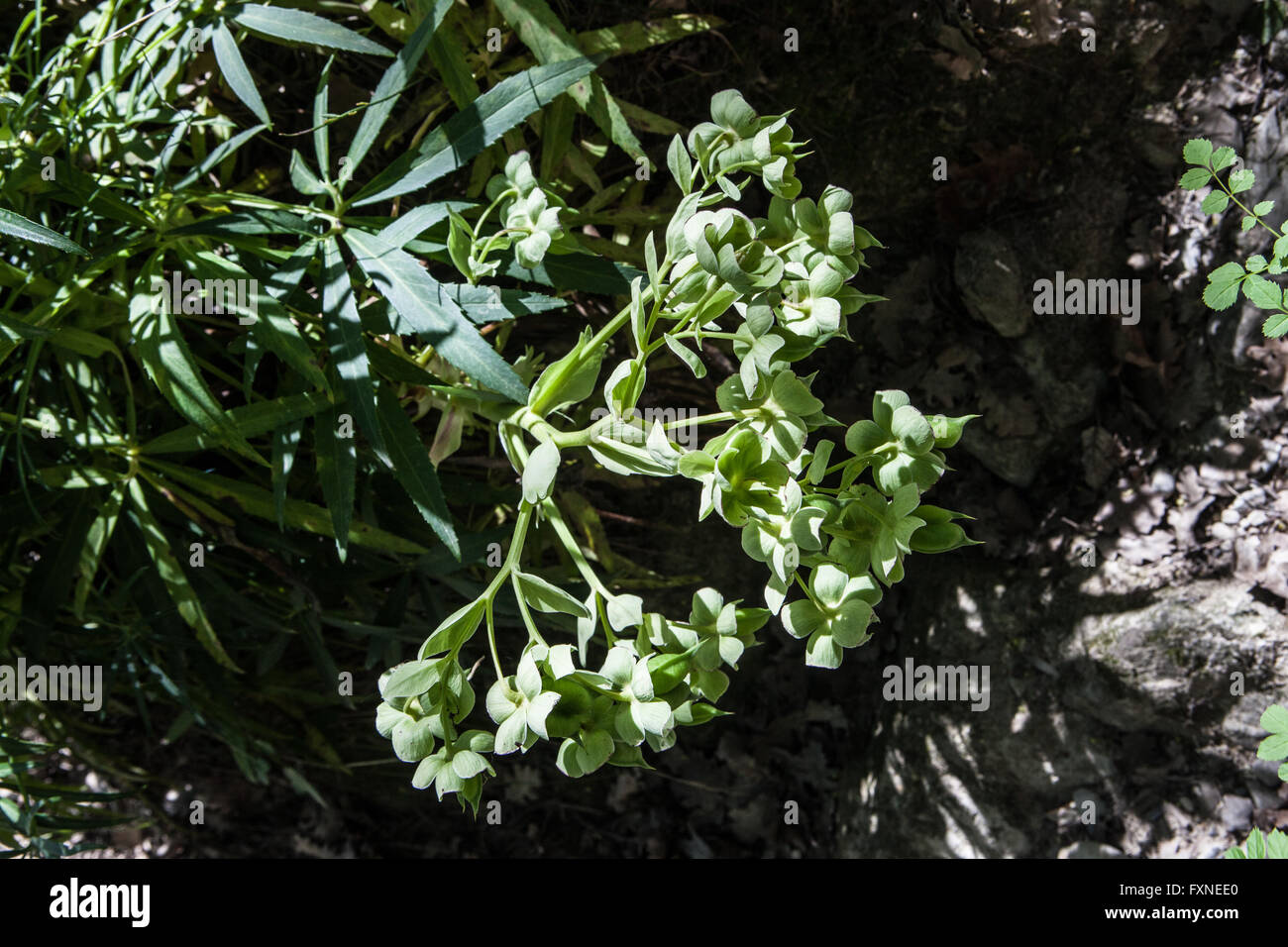 Helleborus foetidus Stock Photo