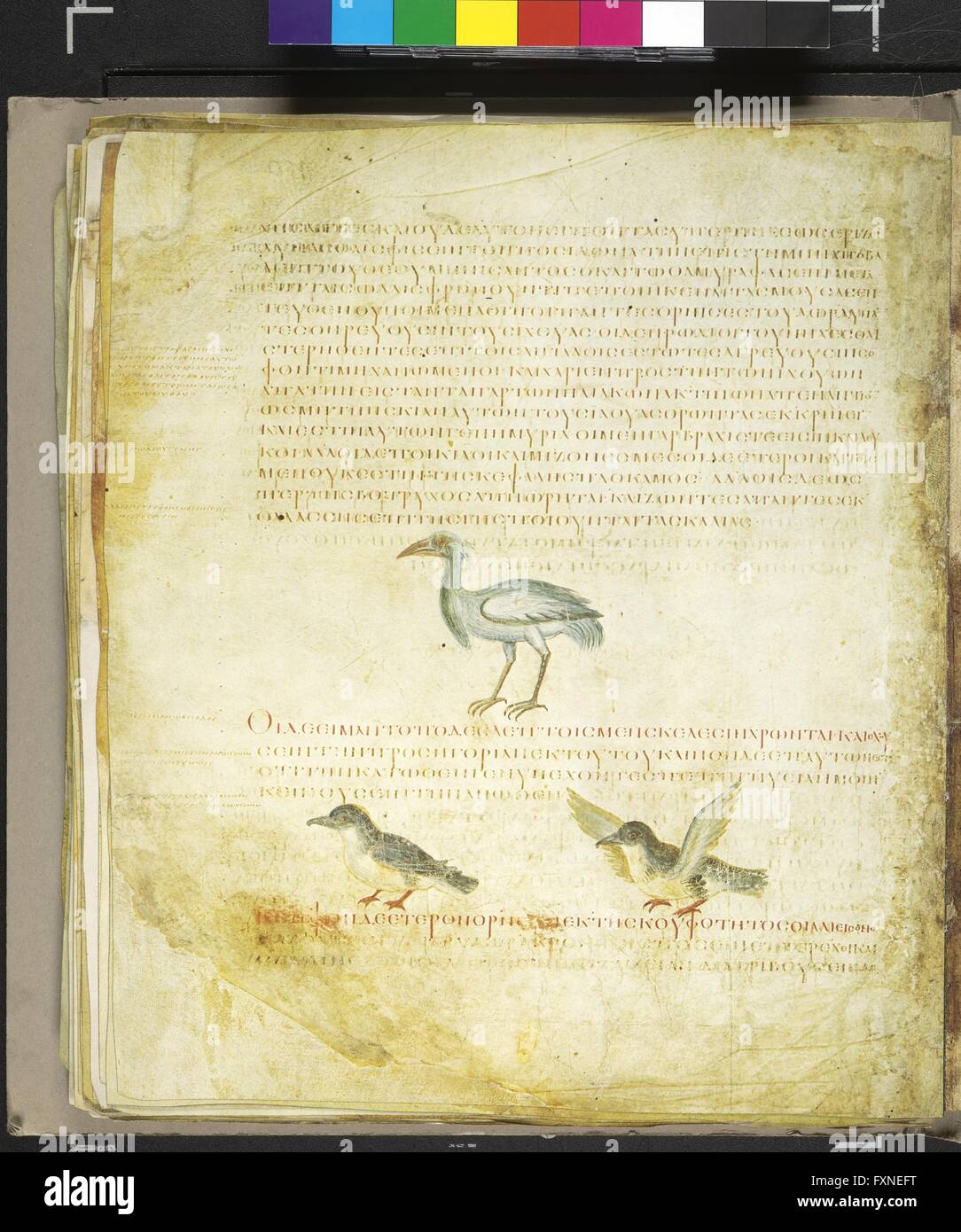 Cod. Med. gr. 1, fol. 480v: Wiener Dioskurides, Byzanz, um 512: Text und Miniaturen von Vögeln Stock Photo