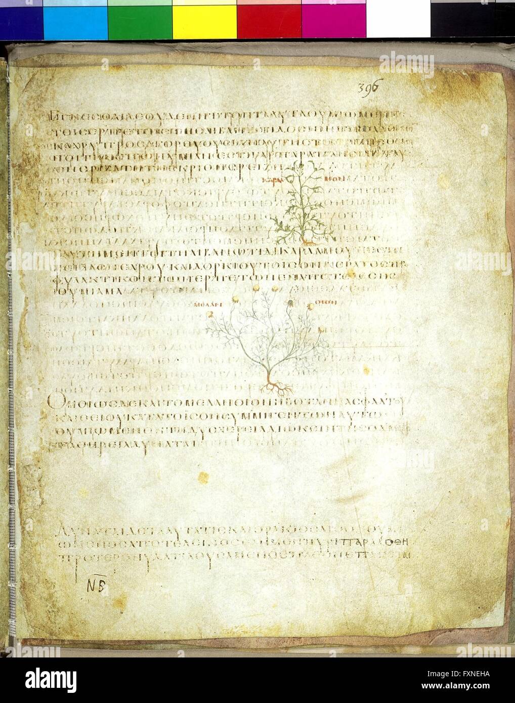 Cod. Med. gr. 1, fol. 396r: Wiener Dioskurides, Byzanz, um 512: Text und Miniaturen der Gartenkresse und Schwarzkümmel Stock Photo