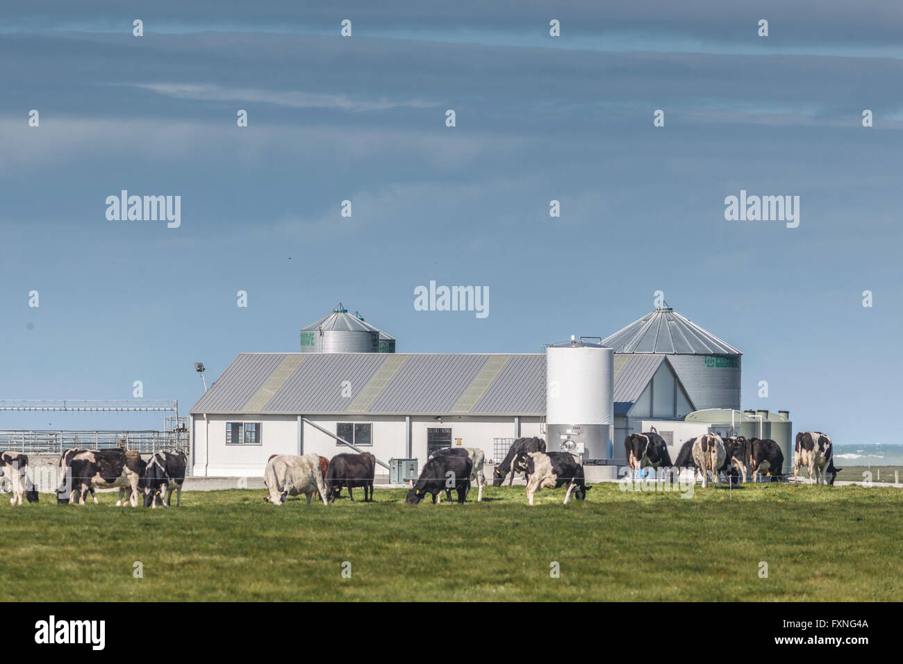 Holstein Friesians dairy cow herd grazing in green grass field near