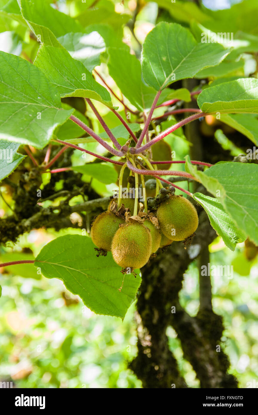 Kiwifruit hanging on the vine in the orchard Stock Photo