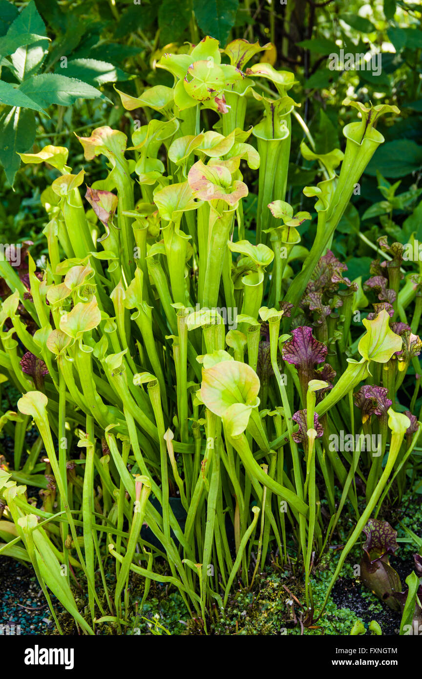 Group of carnivorous plants in the garden Stock Photo